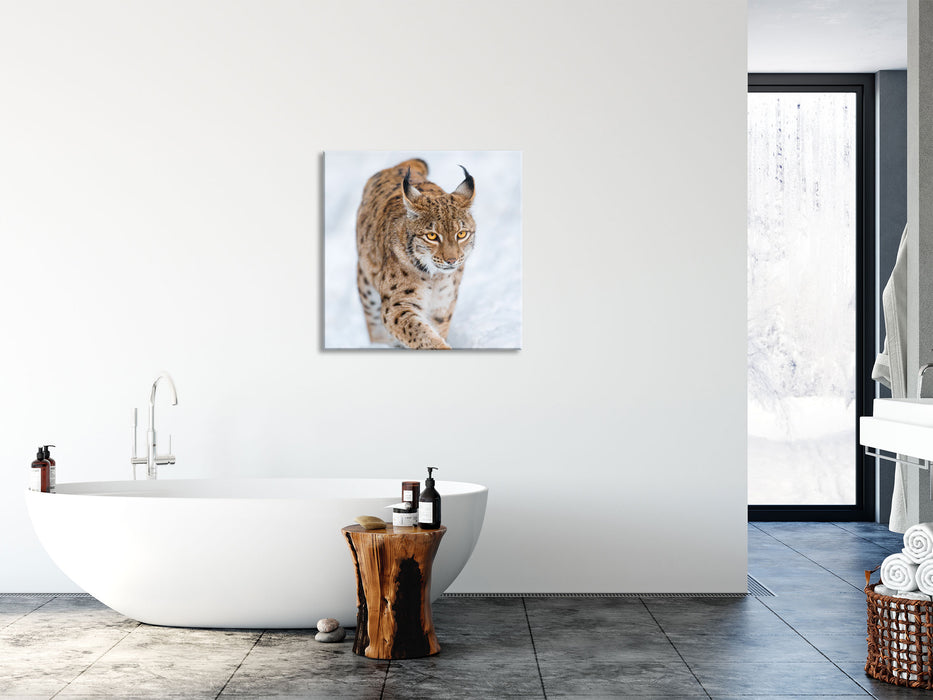 Luchs im Schnee, Glasbild Quadratisch