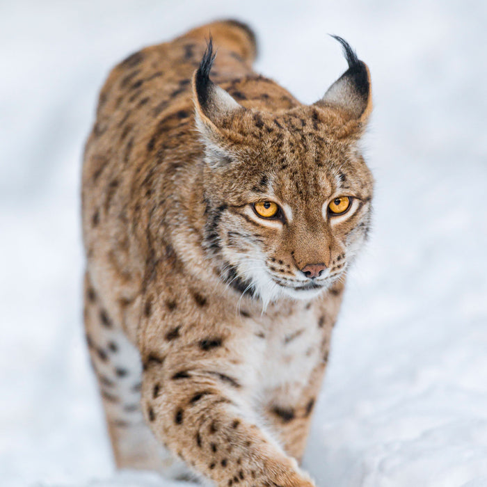 Luchs im Schnee, Glasbild Quadratisch