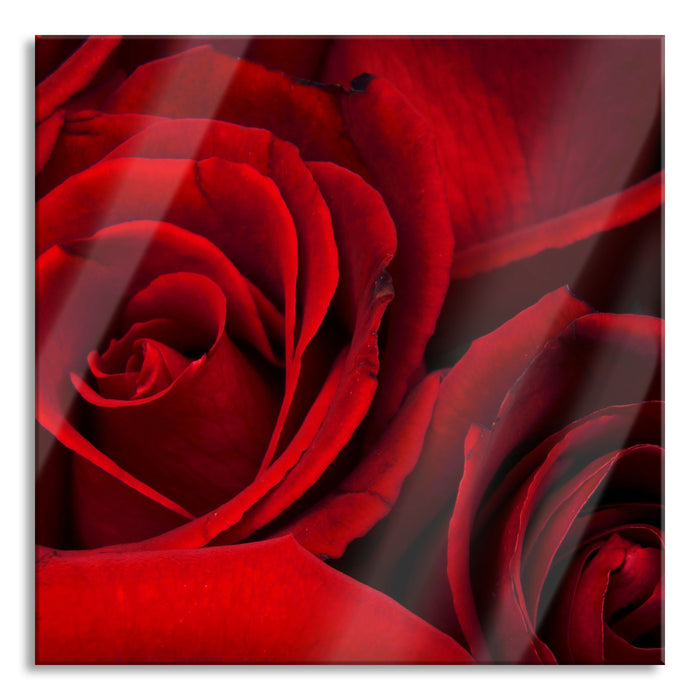 Pixxprint rote Rosen, Glasbild Quadratisch