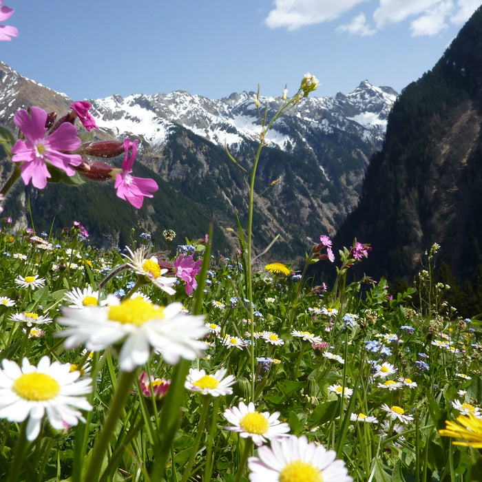 Wunderschöne Blumen Alpenwiese, Glasbild Quadratisch