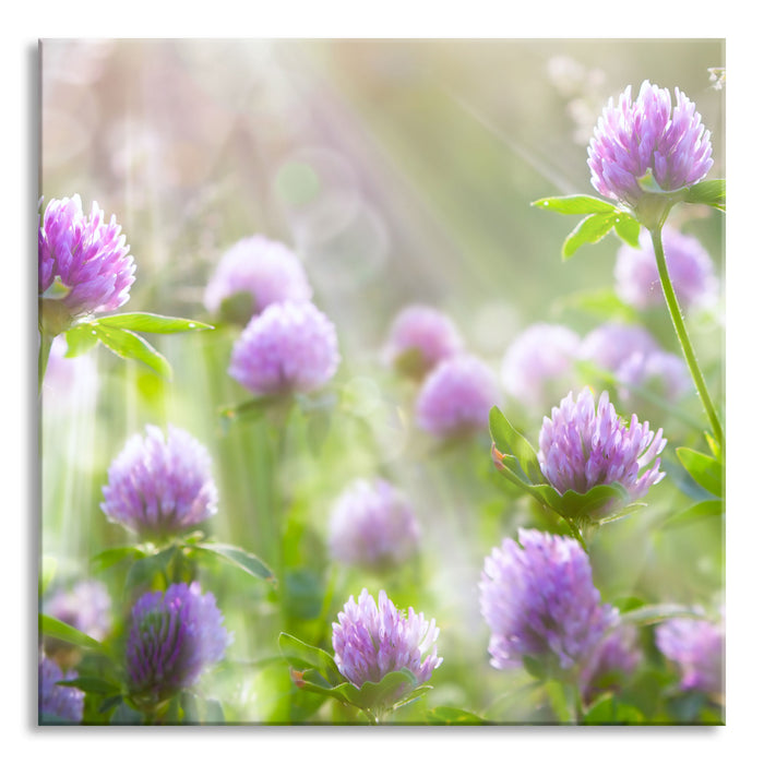 Kleeblüten im Sonnenschein, Glasbild Quadratisch