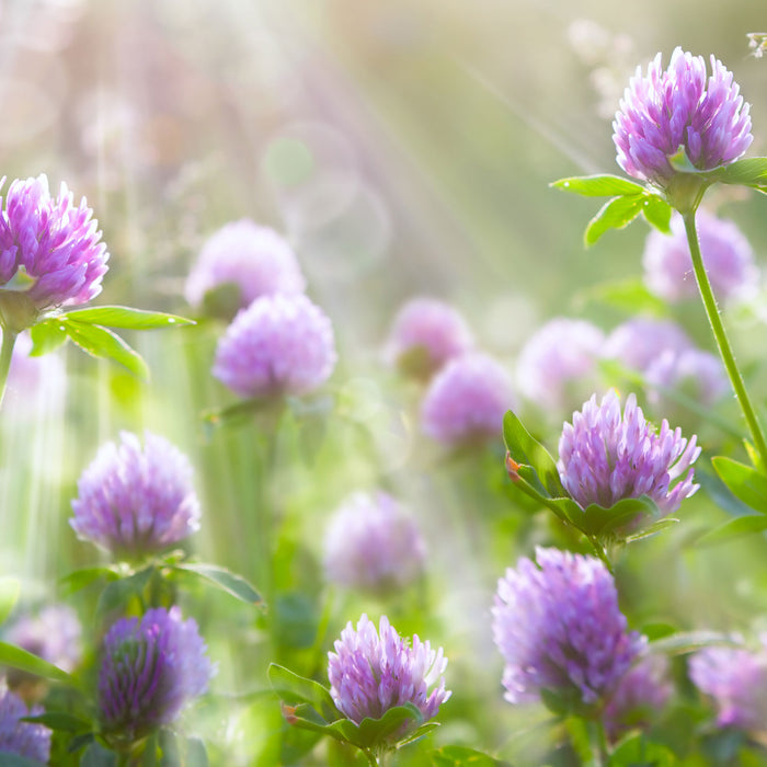 Kleeblüten im Sonnenschein, Glasbild Quadratisch