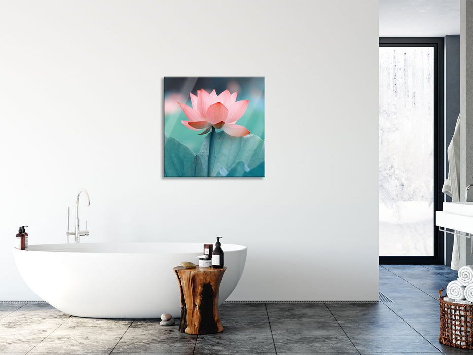 Zarte rosafarbener Lotus, Glasbild Quadratisch