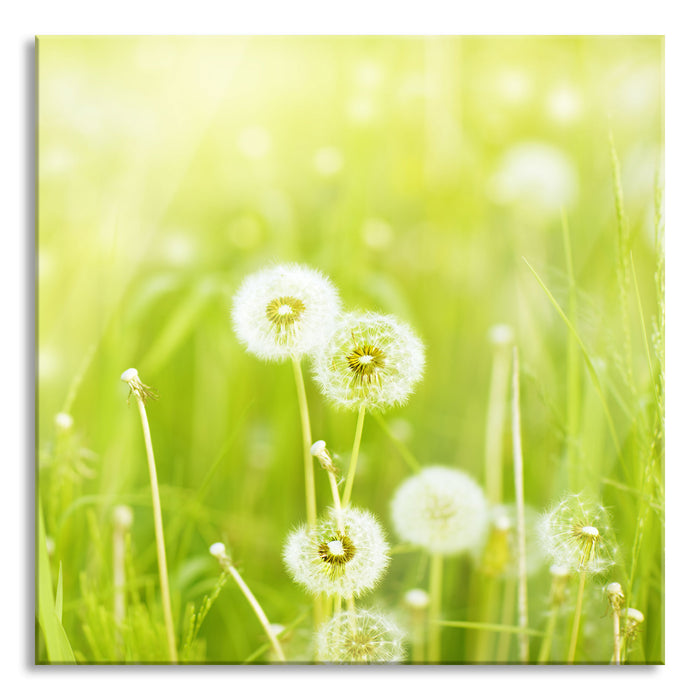 Pusteblumen auf Frühlingswiese, Glasbild Quadratisch