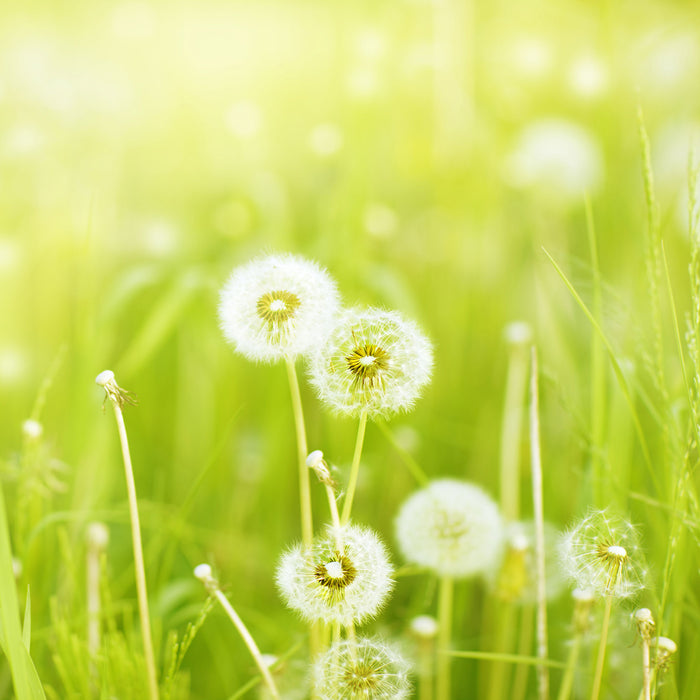 Pusteblumen auf Frühlingswiese, Glasbild Quadratisch