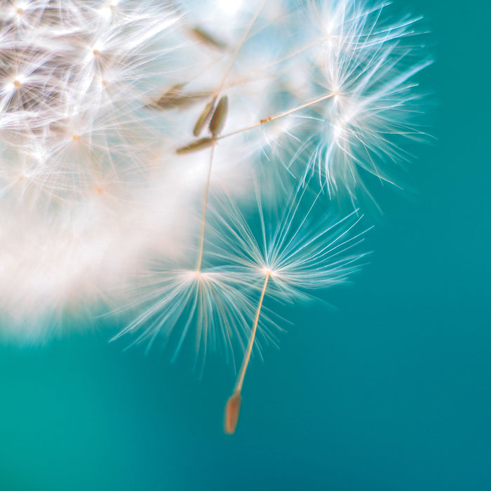 Wunderschöne Pusteblume, Glasbild Quadratisch