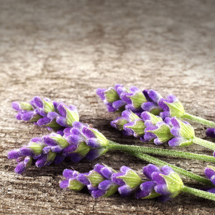 Liegender frischer Lavendel, Glasbild Quadratisch