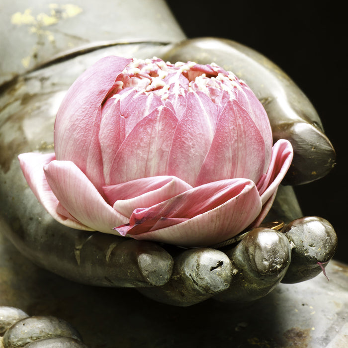 Lotus auf der Hand eines Buddhas, Glasbild Quadratisch