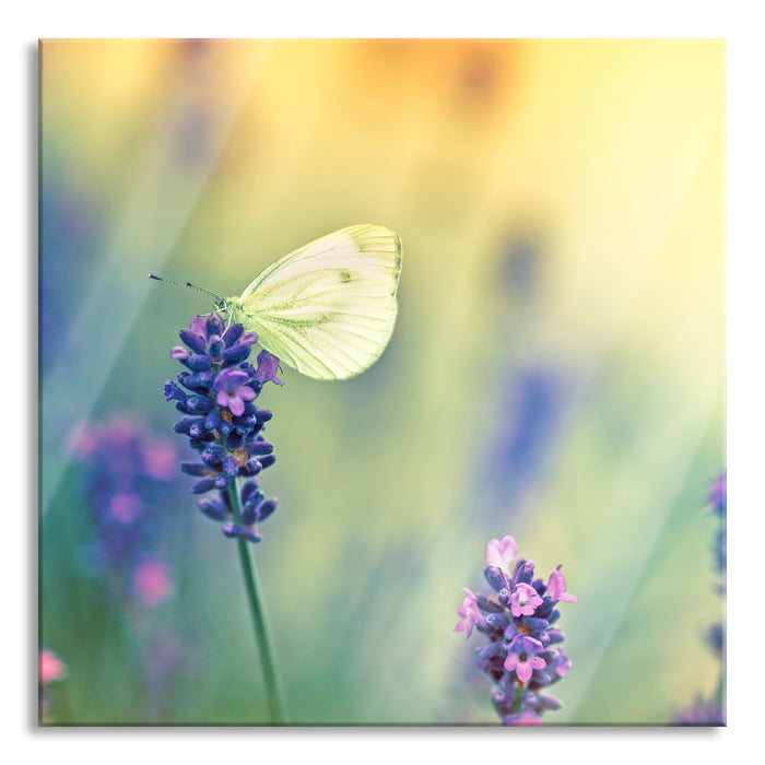 Pixxprint Schmetterling auf Lavendel, Glasbild Quadratisch