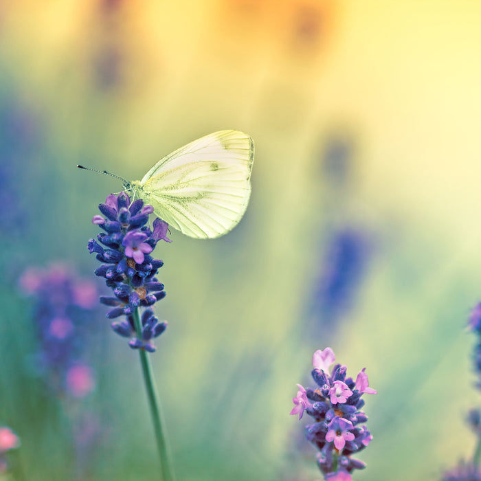 Schmetterling auf Lavendel, Glasbild Quadratisch