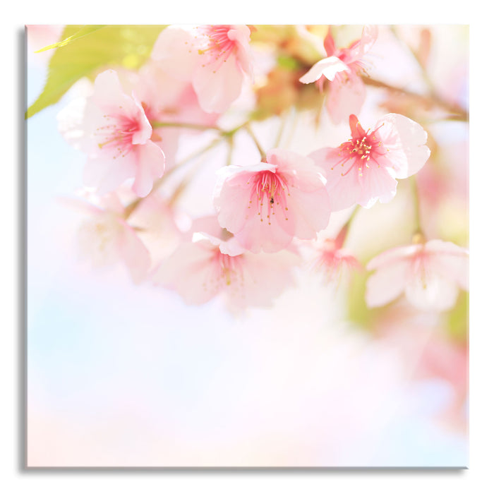 Kirschblüten an Baum, Glasbild Quadratisch