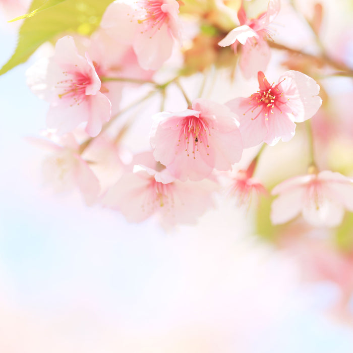 Kirschblüten an Baum, Glasbild Quadratisch