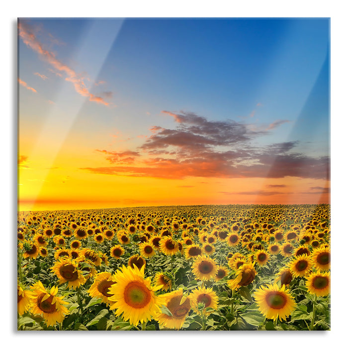 Sonnenuntergang Sonnenblumen, Glasbild Quadratisch