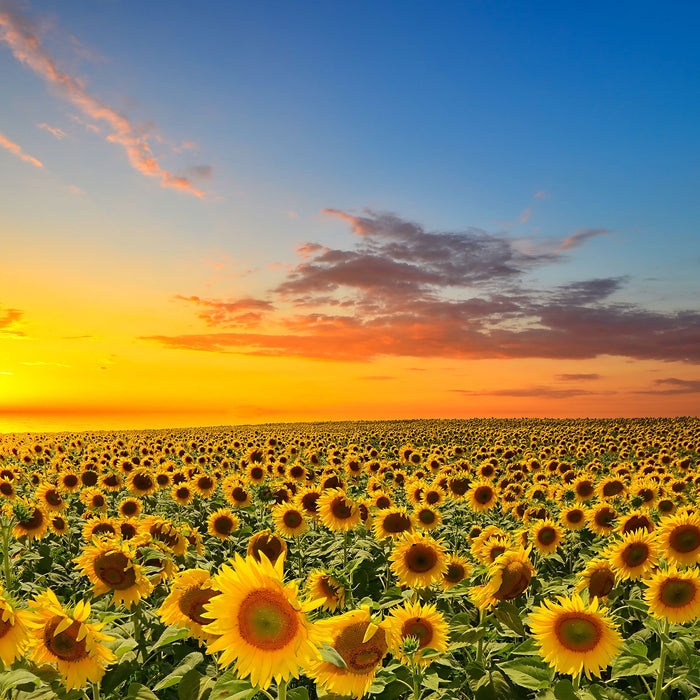 Sonnenuntergang Sonnenblumen, Glasbild Quadratisch