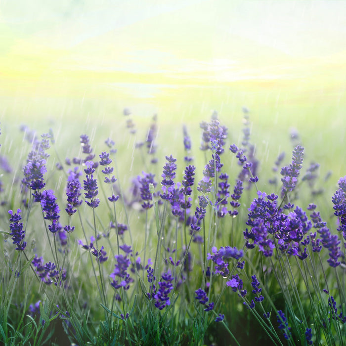 Schöner Lavendel im Regen, Glasbild Quadratisch