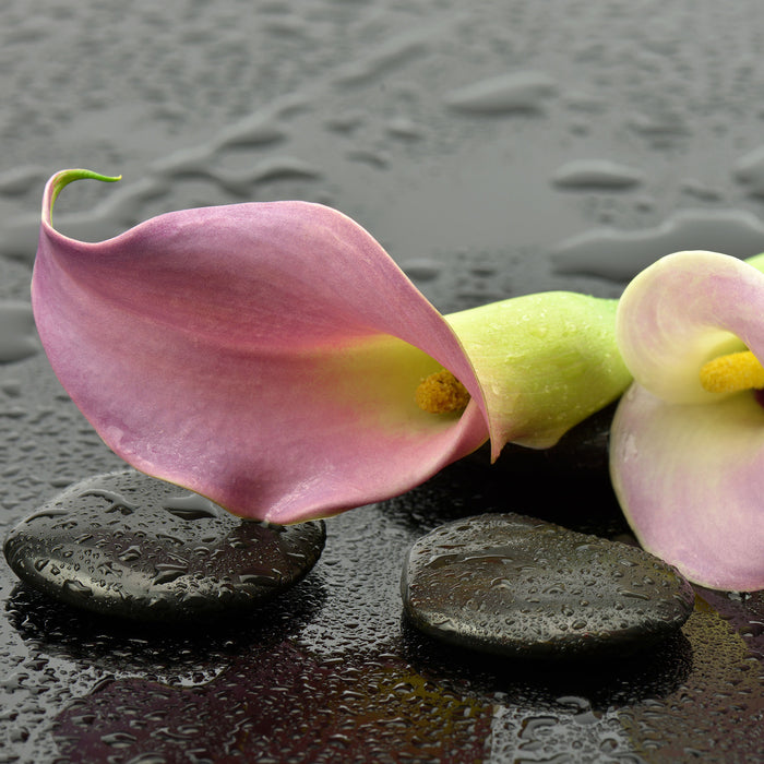 Rosa Callas im Regen, Glasbild Quadratisch