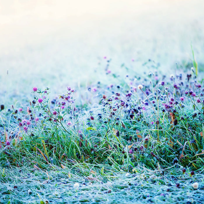 Lila Distel Feld im Retro Look, Glasbild Quadratisch