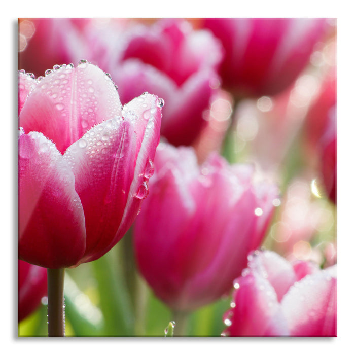 Pixxprint Tulpen mit Morgentau, Glasbild Quadratisch