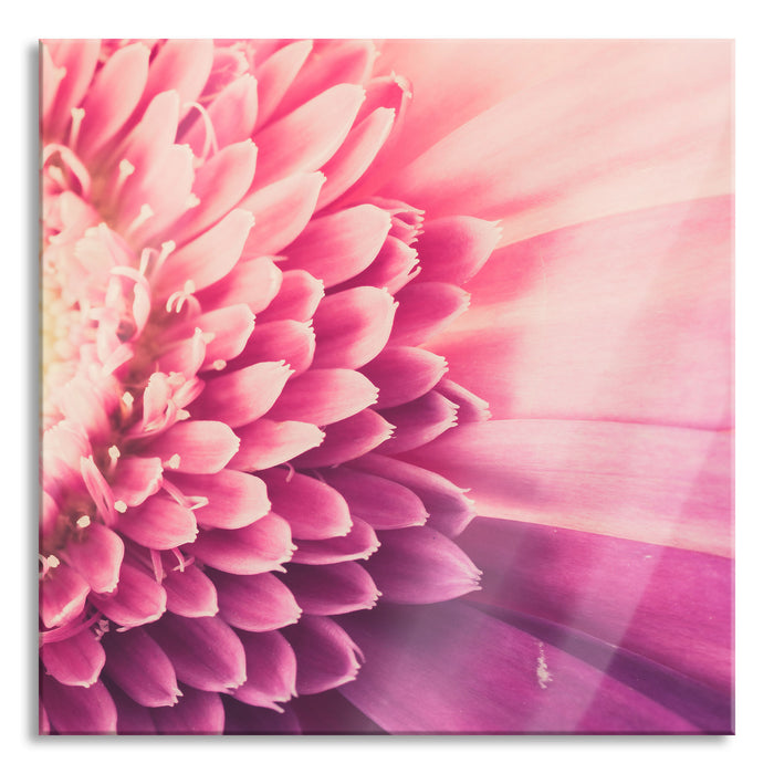 Pixxprint Wunderschöne Gerbera Blüte, Glasbild Quadratisch