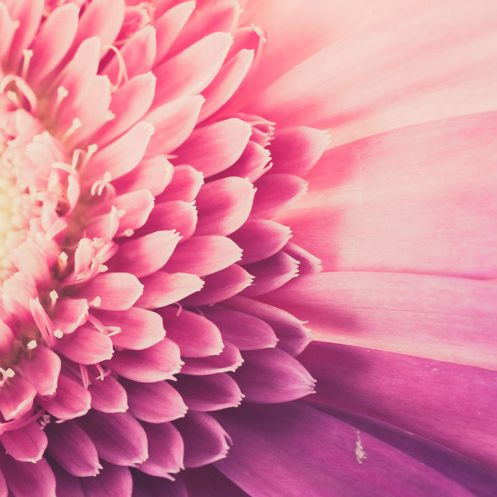 Wunderschöne Gerbera Blüte, Glasbild Quadratisch