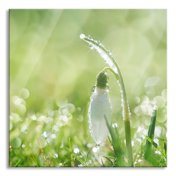 Schneeglöckchen auf Frühlingswiese, Glasbild Quadratisch