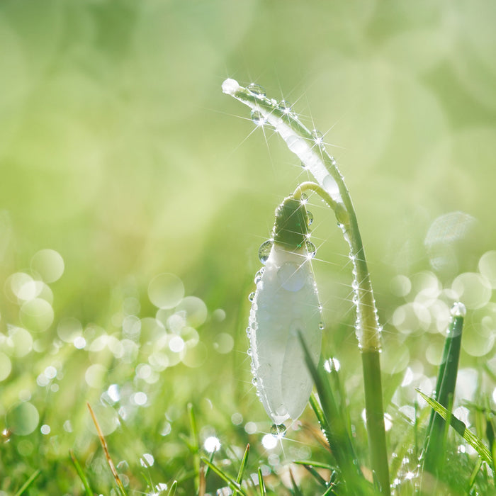 Schneeglöckchen auf Frühlingswiese, Glasbild Quadratisch