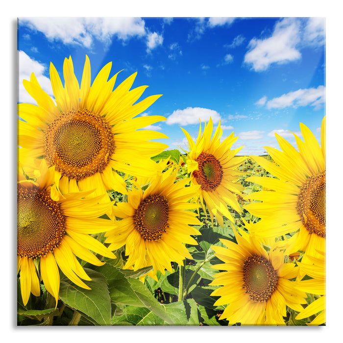 Sonnenblumenwiese unter Himmel, Glasbild Quadratisch