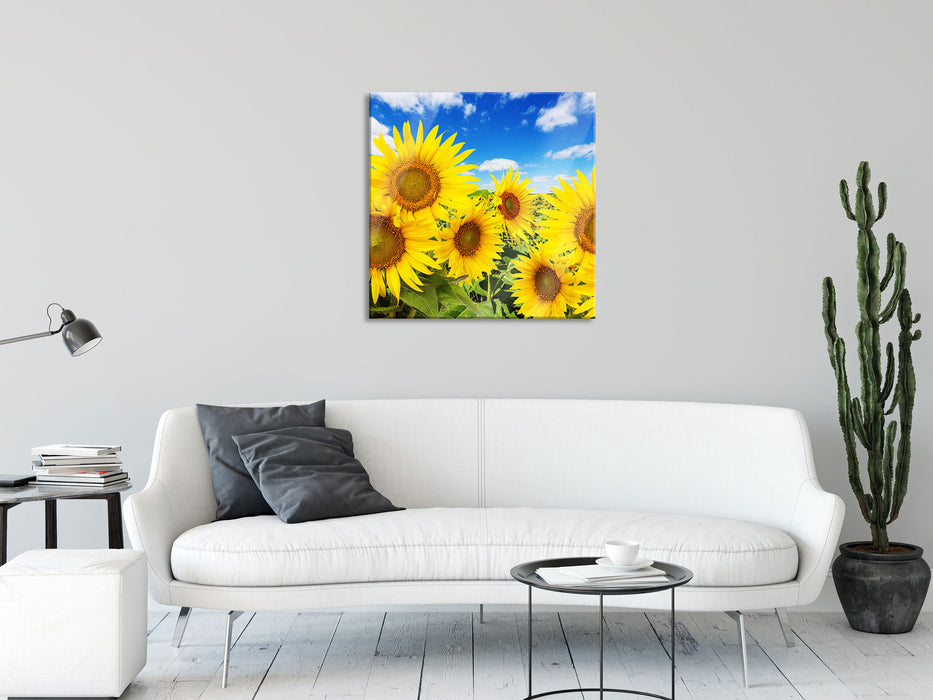 Sonnenblumenwiese unter Himmel, Glasbild Quadratisch