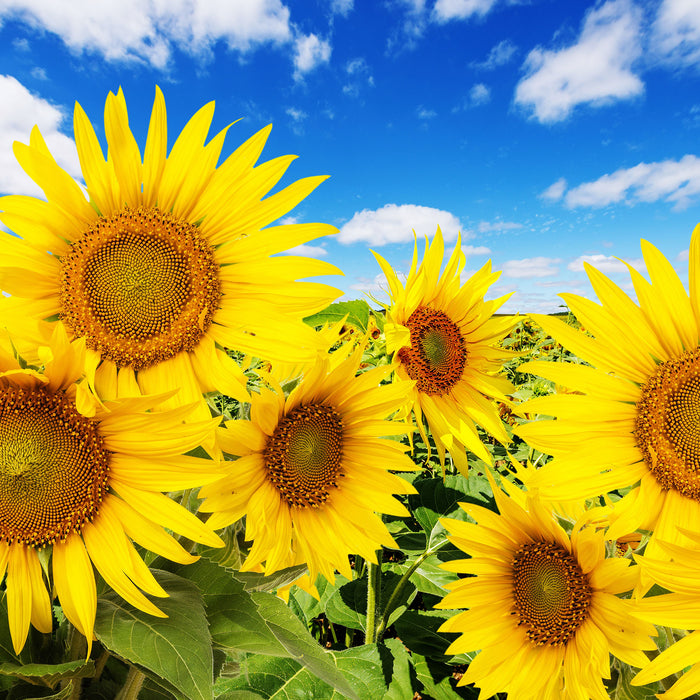 Sonnenblumenwiese unter Himmel, Glasbild Quadratisch