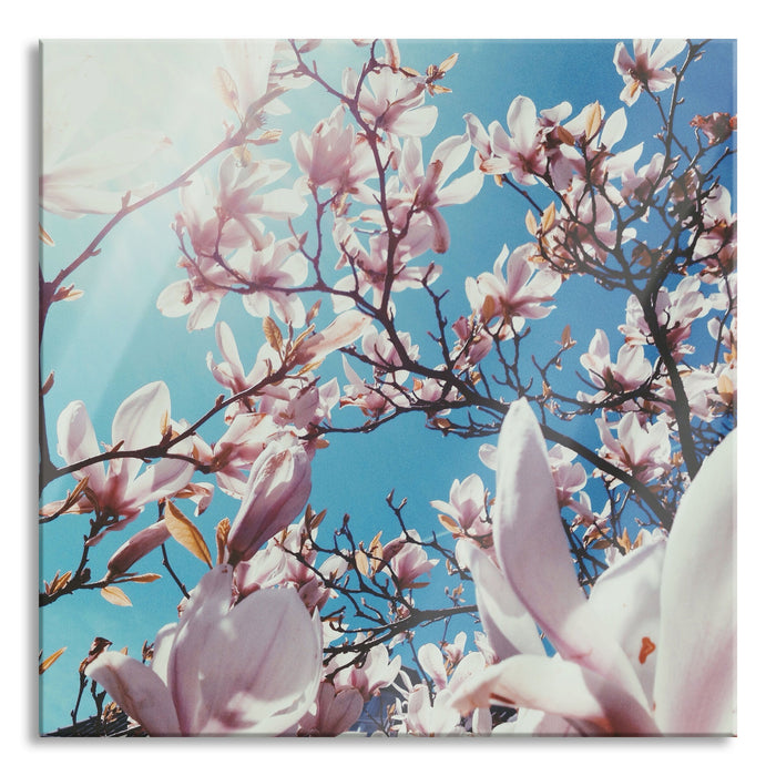 Pixxprint Zarte Rosa Magnolie Blüten, Glasbild Quadratisch