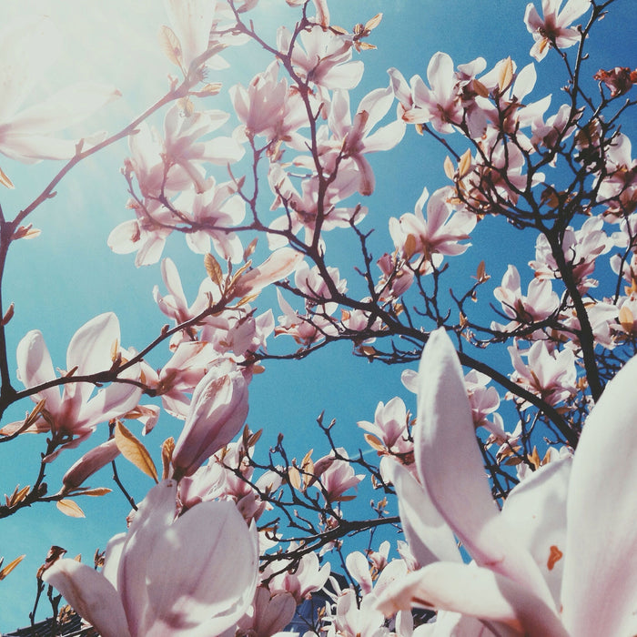 Zarte Rosa Magnolie Blüten, Glasbild Quadratisch