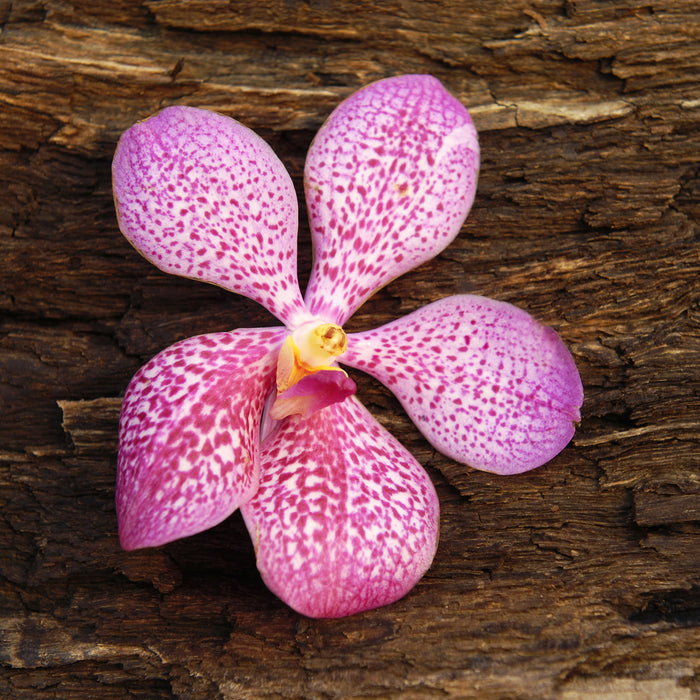 Orchidee Blüte auf Rinde, Glasbild Quadratisch