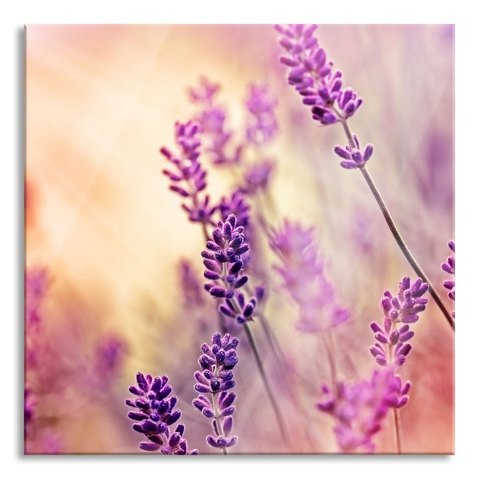 Pixxprint Eleganter Lavendel, Glasbild Quadratisch