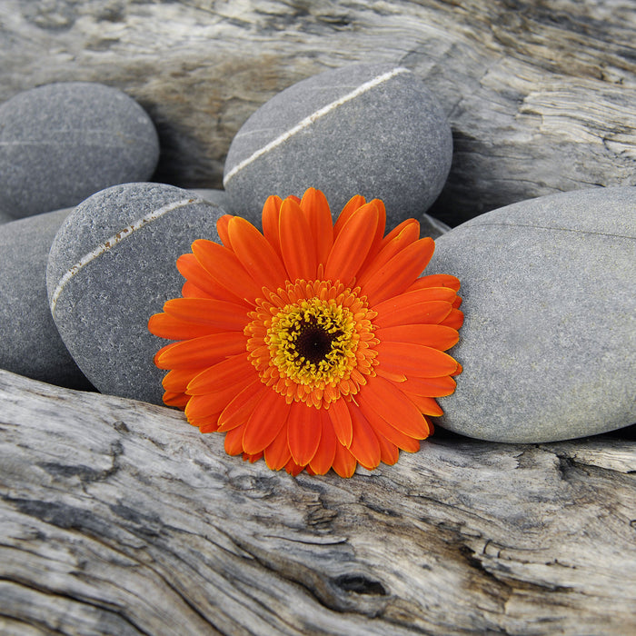 Gerbera zwischen Zen Steinen, Glasbild Quadratisch