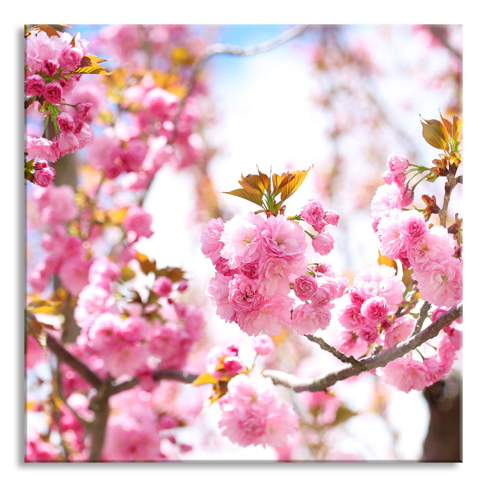 Schöne Kirschblüten, Glasbild Quadratisch