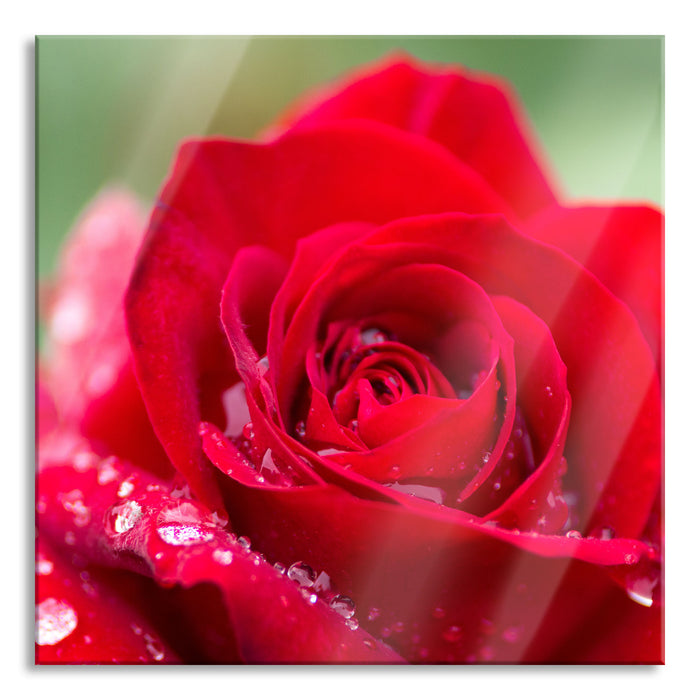 Pixxprint Rose mit Wassertropfen, Glasbild Quadratisch