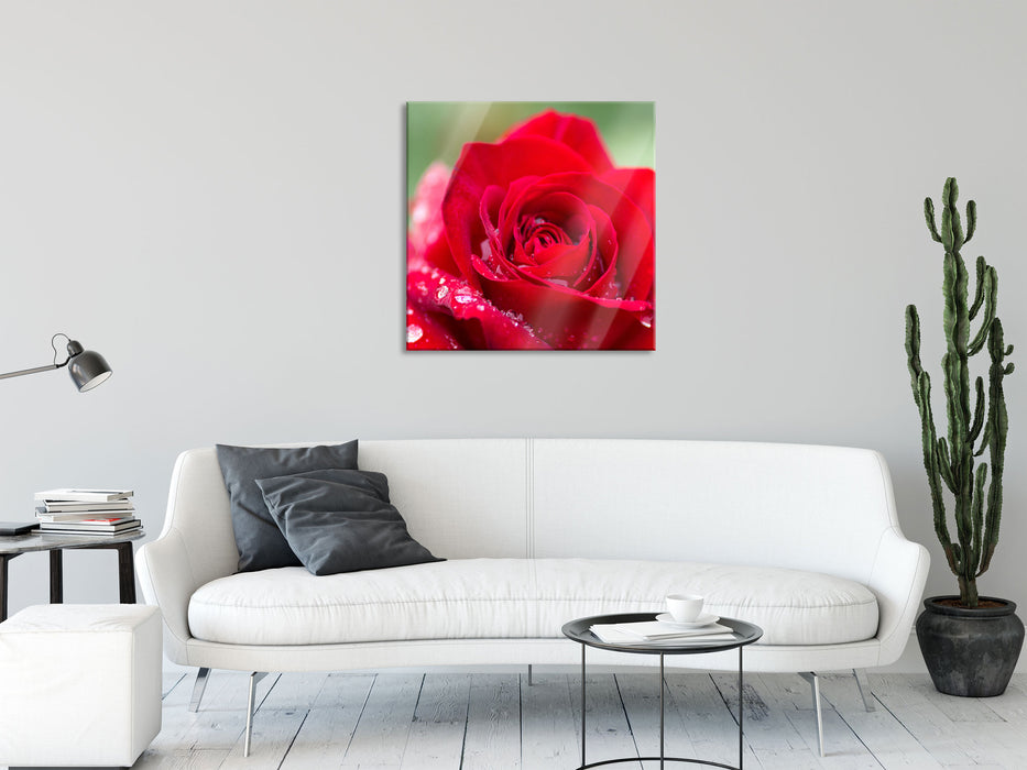 Rose mit Wassertropfen, Glasbild Quadratisch