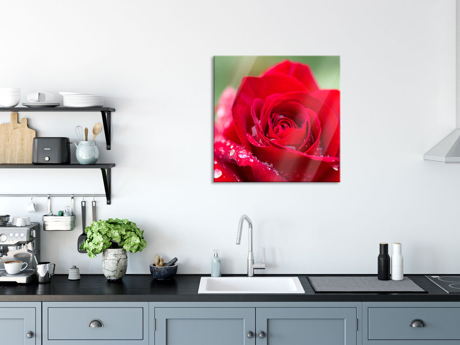 Rose mit Wassertropfen, Glasbild Quadratisch