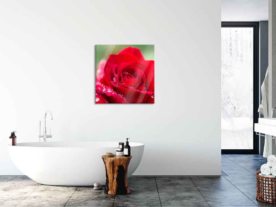 Rose mit Wassertropfen, Glasbild Quadratisch