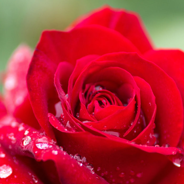 Rose mit Wassertropfen, Glasbild Quadratisch