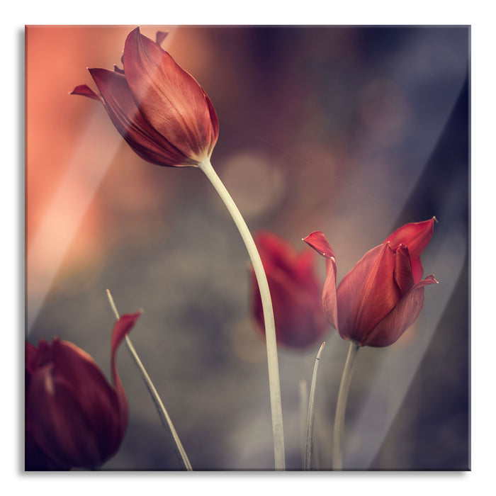 Pixxprint Tulpen im Abendlicht, Glasbild Quadratisch