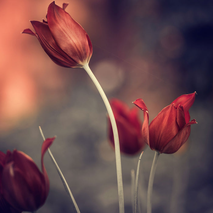 Tulpen im Abendlicht, Glasbild Quadratisch