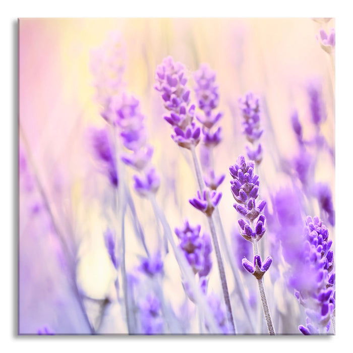 Pixxprint Lavendel im Retro Look, Glasbild Quadratisch