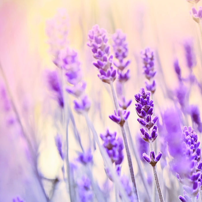 Lavendel im Retro Look, Glasbild Quadratisch