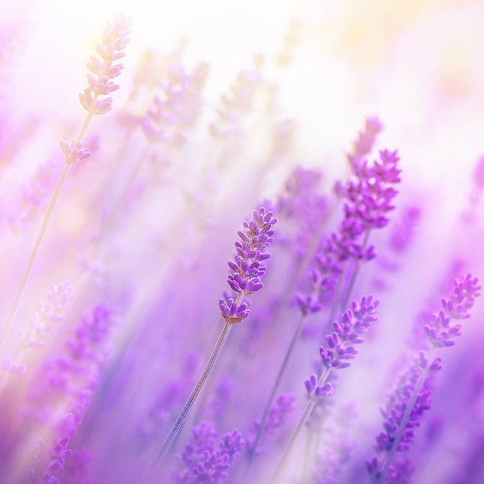 Schöner Lavendel im sanften Licht, Glasbild Quadratisch