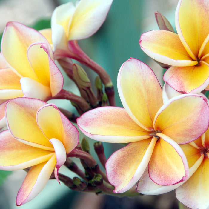 Monoi Blüten auf Hawaii, Glasbild Quadratisch