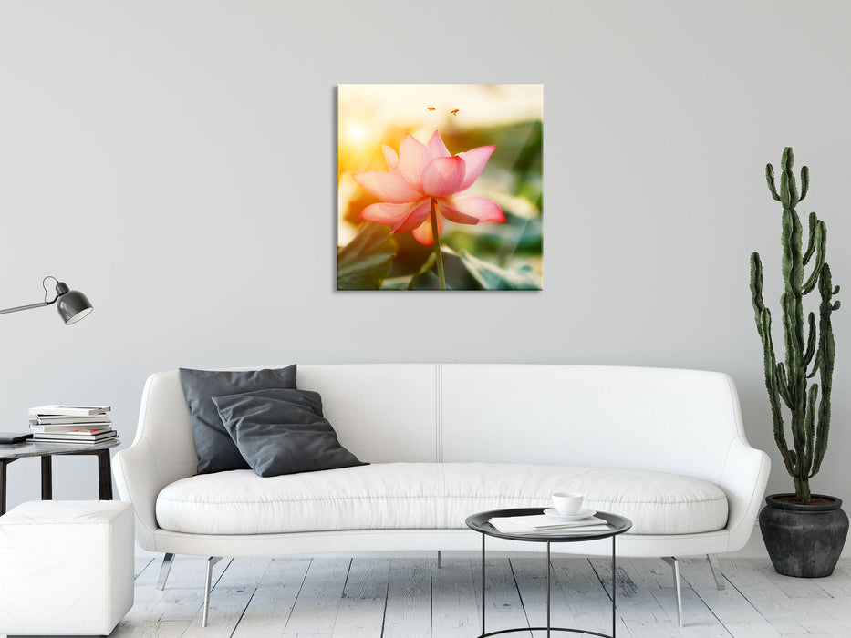 Lotus im Abendlicht, Glasbild Quadratisch