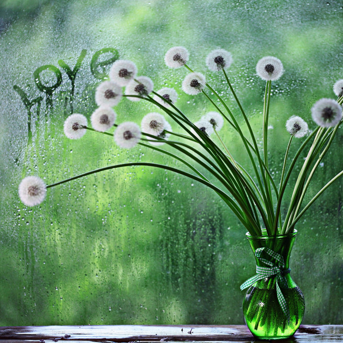 Pusteblumen am Fenster, Glasbild Quadratisch