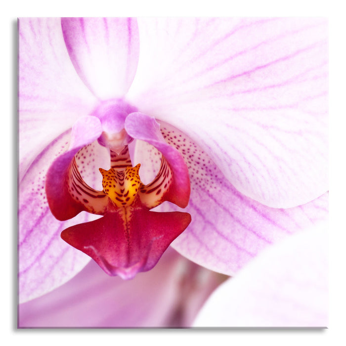 Pixxprint Prächtige Rosa Orchidee, Glasbild Quadratisch