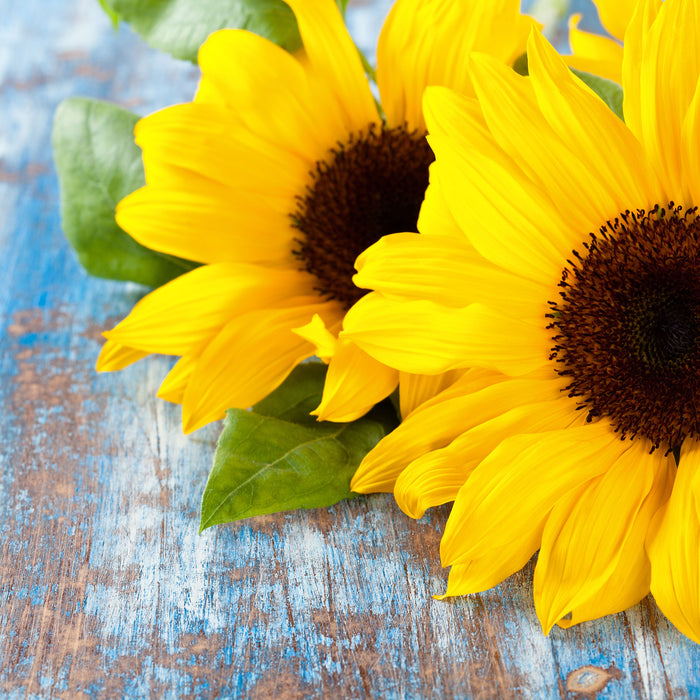 Sonnenblumen auf Holztisch, Glasbild Quadratisch